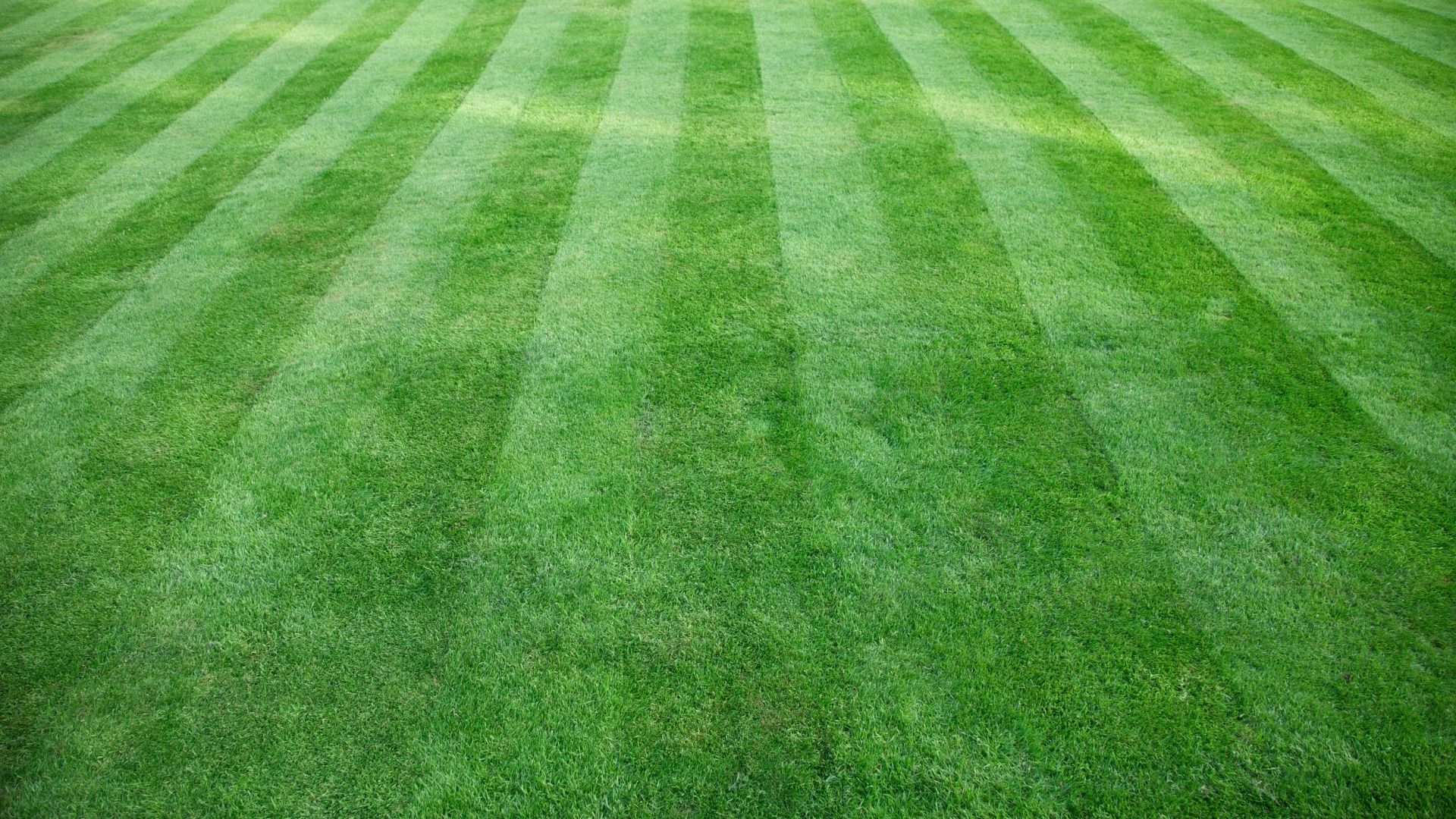 Striped lawn mowing and grass cutting results in Houston TX by Leatherwood Lawn Specialists | commercial landscaping, lawn care, lawn maintenance, drainage, concrete, outdoor solutions near Houston TX Striped lawn mowing and grass cutting results in Houston TX by Leatherwood Lawn Specialists